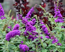 Item image 1 image 1