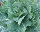 Georgia Collard Greens Seeds 300 Cool Weather Vegetable Garden Fast Ship... - $8.99