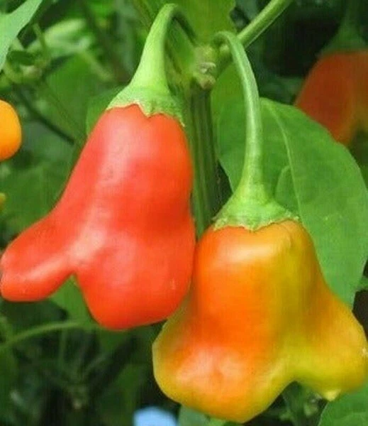 25 Seeds Bishops Cap Peppers Crown Sweet Spicy Garden Planting US Fast S... - $3.66