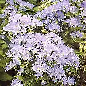 Campanula lactiflora New Hybrids 2,000 seeds - $50.05