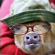 Teacup Pigs by Richard Austin Adorable Pet Pictures Small Hardcover Gift Book image 3