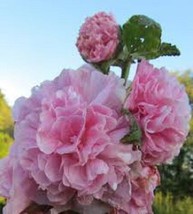 US Seller 30 Pink Giant Danish Double Hollyhock Flower Seeds Fresh Seeds - $14.98