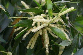 Acacia Mangium Black Wattle Tree Fresh Seeds - £14.93 GBP