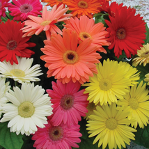 Gerbera Daisy Flower Seed Plant Mix 100 Seeds NEW - £9.84 GBP