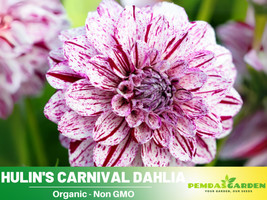 Easy to Grow 40+ Seeds| Hulin&#39;s Carnival Dahlia Perennial Seeds #D057 - £4.30 GBP