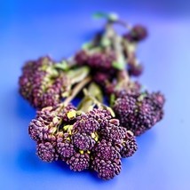 Fresh Seeds Early Purple Sprouting Broccoli Seeds Vegetable Organic - $12.28