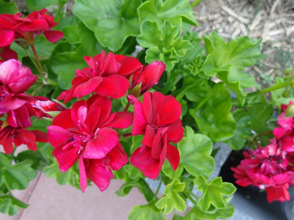 ROSE RED PELARGONIUM PELTATUM IVY GERANIUM LIVE PLANT 3 X 6&quot; STARTER CUT... - $26.99