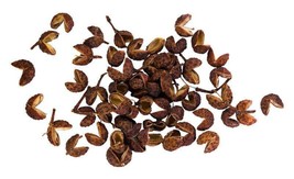 25 Szechuan Pepper Peppercorn Sichuan Szechwan Zanthoxylum Bungeanum Spice Seeds - £6.57 GBP