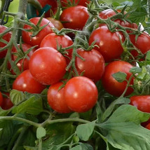 GIB 50 Seeds Easy To Grow Tumbler Tomato Hybrid Vegetable Tomatoe - $9.00