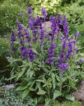 Mealycup Sage - Salvia farinacea - 5+ seeds - F 193 - £1.79 GBP