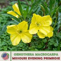 S_SH 50 Missouri Evening Primrose Seeds, Native Wildflower, Pollinator Attractor - £5.42 GBP