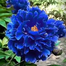 Peony Dark Blue Climbing Flower 5 Seeds Big Blooms Home Garden Perennial Plants - £8.51 GBP