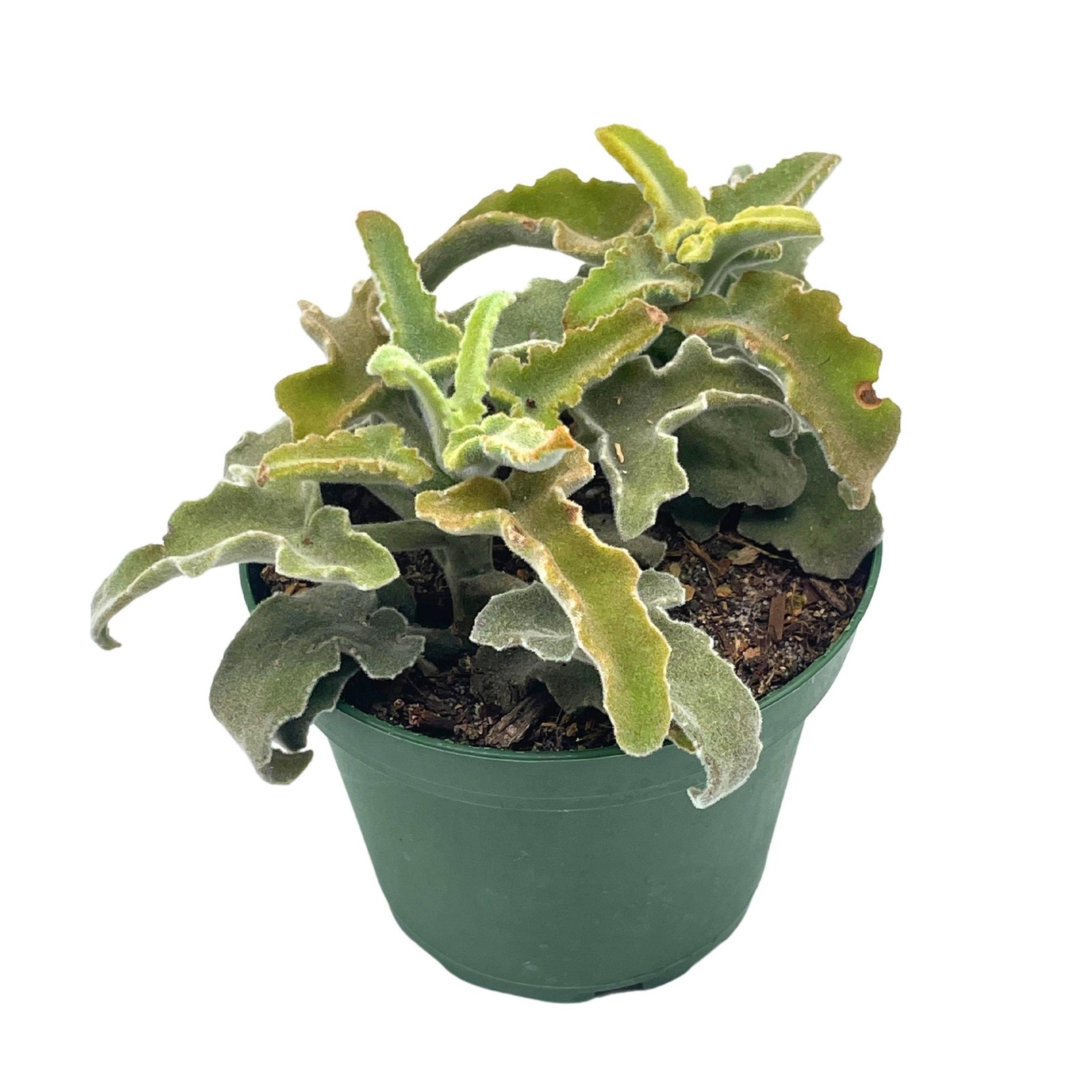 Kalanchoe Feltbush, Felt bush, Velvet elephant ear, Elephant&#39;s ear kalan... - $9.13