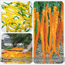 Hybrid Yellow &amp; Orange Long Chili Pepper Seeds 200+ Very Hot FRESH SEEDS - £2.67 GBP