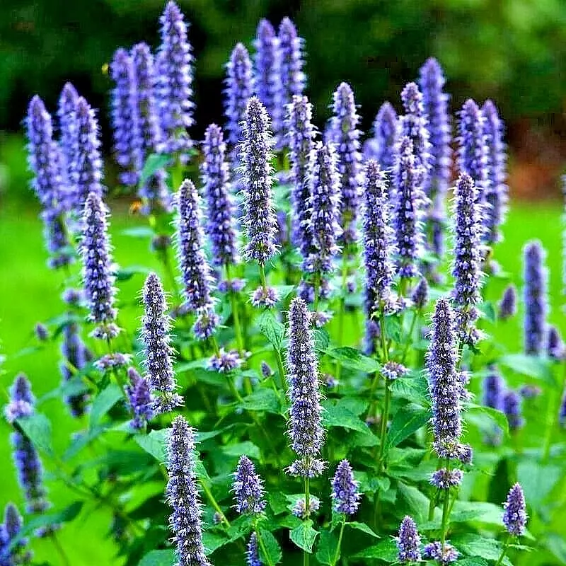 200 Korean Mint Seeds Spring Perennial Herb Mosquito Insect Repellent Hardy - $7.00