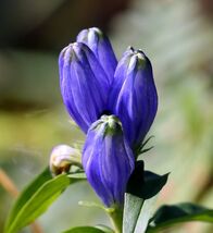 Bottle Gentian 750 Seeds  Gentiana andrewsii - €6,74 EUR