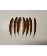 W22 Real Lot Of 7 Greater Coucal (Centropus Sinensis) Wing Feather - £66.08 GBP