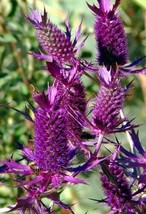 Purple Sheen Sea Holly 50 Seeds Eryngium Fresh Garden USA SELLER - £15.03 GBP