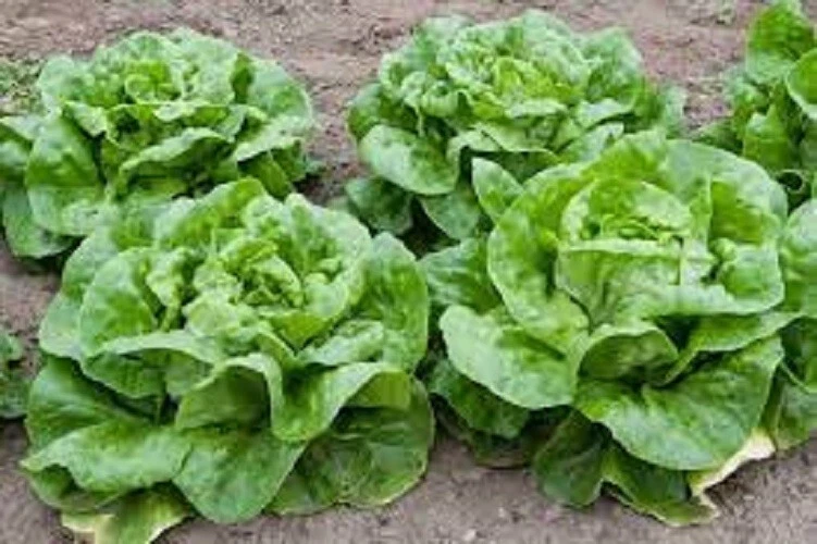 Premium Buttercrunch Leaf Lettuce - Fresh Organic Heirloom Seeds  - $130.74 MXN
