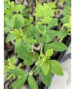 Moringa oleifera plant,  live    tree (2) pack 6&quot; 100% Organic  - $19.80