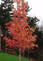 Sweetgum Tree (Liquidambar styraciflua) image 2