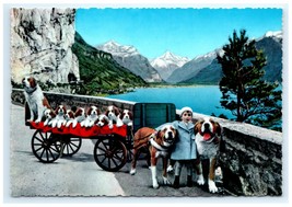 St Bernard Dogs Postcard - $110.90 MXN