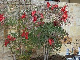 25 Domestic Nandina 2.5" pot  Heavenly Bamboo image 6