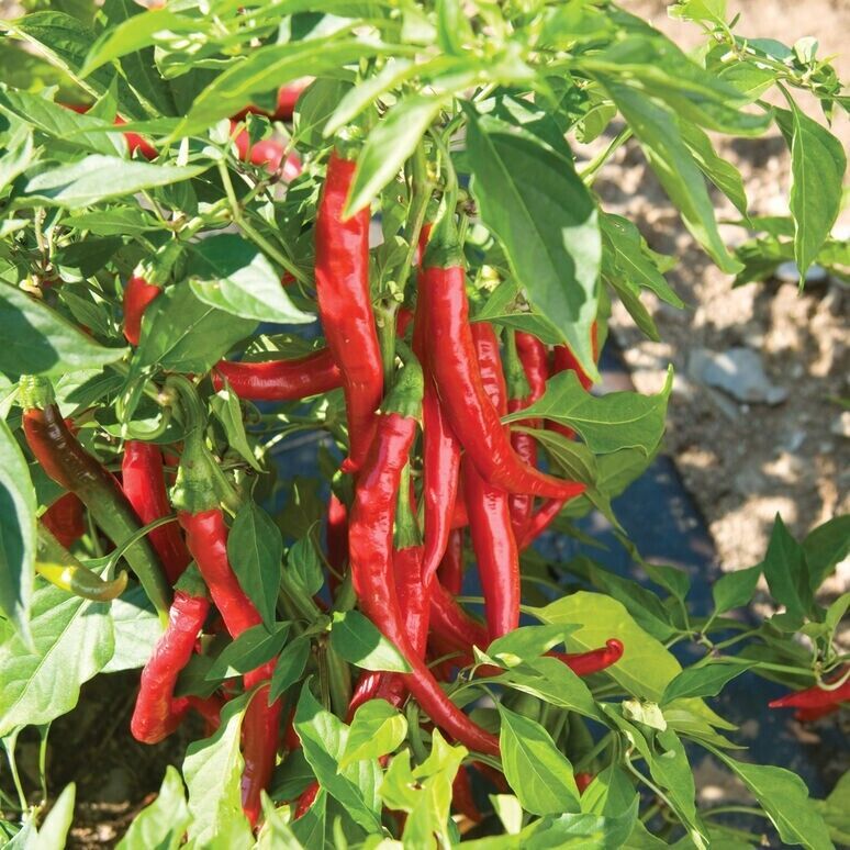 Best Cayenne Peppers 10 Vegetable Seeds -  - $8.42