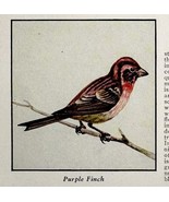 Purple Finch Bird Print 1931 Blue Book Birds Of America Animal Art PCBG21D - $28.07 CAD