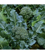 Broccoli Seeds 600+ Green Sprouting Calabrese NON-GMO  - £3.34 GBP