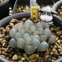 10 Seeds &#39;Ice Crystal&#39; Bingpo Haworthia Seeds Transparent Succulent Bons... - $27.33