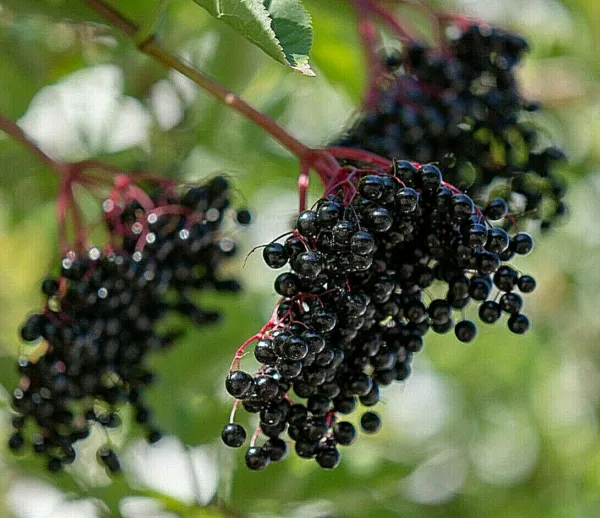 80 European Black Elderberry Seeds (Sambucus Nigra), Medicinal Tree, Fresh Garde - £6.65 GBP