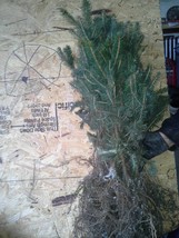 Lot Of ~10~ Fast Growing Norway Spruce Seedlings 6&quot;-10&quot; Tall! Ships Spring 2024 - £39.19 GBP