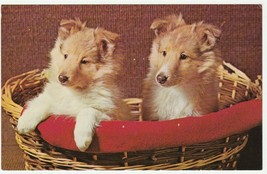 Vintage Postcard Collie Puppy Dogs in Wicker Basket 1960&#39;s Unused - £5.53 GBP
