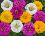 250 Mardi Gras Zinnia Colorful Flower Fast Shipping - $8.99