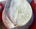 10 Seeds Giant Benincasa Hispida Wax Gourd Ash Gourd Winter Melon Fast S... - £7.06 GBP