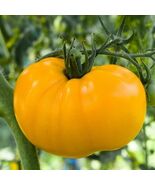 Golden Jubilee Tomato Seeds Golden Sunray Medium Beefsteak - $4.47