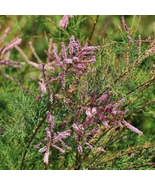 Tamarix ramosissima Plant - 50 Seeds - €8,34 EUR