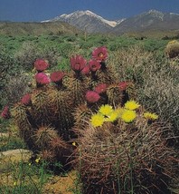 Desert Cactus Flowers Blooming Snow Capped Mountains Southwest Postcard - $110.90 MXN