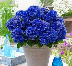 US Seller 50 Seeds Hydrangea Seeds T2 - $9.99