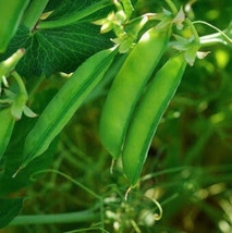 Austrian Winter Shelling Pea Seeds Sweet English Peas Shoots Vegetable  - £4.66 GBP