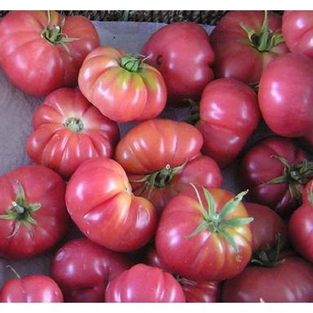 50 Seeds Violaceum Krypnirozo Tomato Vegetable Canning Fresh Seeds USA Seller - $12.25