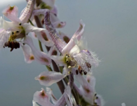 20 Pc Seeds Delphinium Wootonii Flower, Organ Mountain Larkspur Seeds | RK - £19.82 GBP