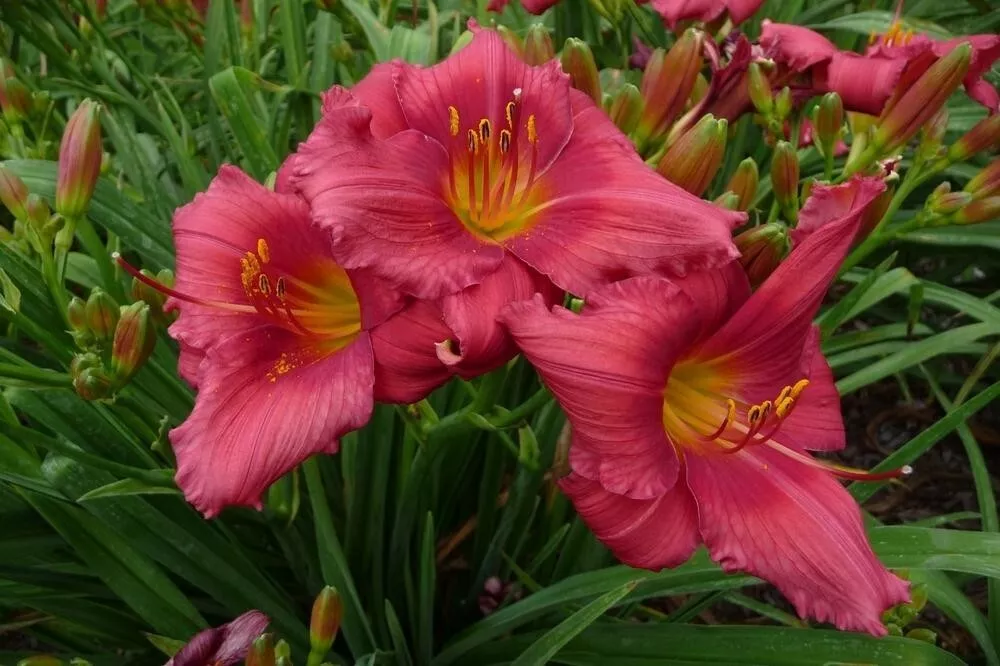 RED RUFFLES 1 Daylily Perennial Bulb Bare Root Plant - REBLOOMING HEMERO... - $31.80 CAD