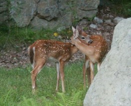 8x10 Photo Of 2 Young loving Deer By Chris Mathein 0148 - $26.75