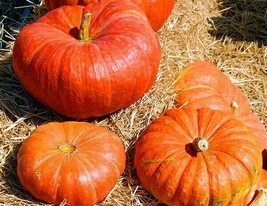 Cinderella Pumpkin Seeds, Pumpkin Pie, Halloween, Rouge vif d&#39;Etampes, F... - $2.45+