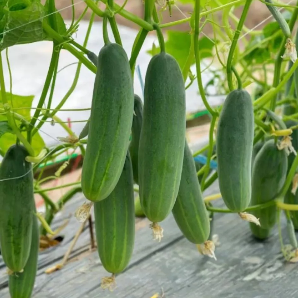 LWS Cucumber Marketer Vegetable Garden Pickling 50 Seeds Fast Shipping - €7,70 EUR
