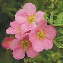 POTENTILLA FRUTICOSA &#39;PINK BEAUTY&#39;-SHRUBBY CINQUEFOIL- PLANT- 6-8&quot; - DOR... - £17.72 GBP