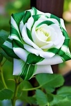 BEST 25 Seeds Easy To Grow Green Twist Rose Flowers Bush Fragranting - $10.00