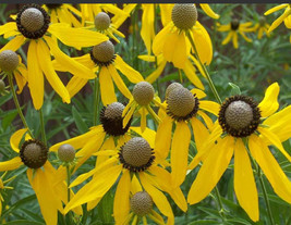 Coneflower Grey-Headed Early Blooms Pollinators Bees Non-Gmo 400 Seeds - £7.79 GBP